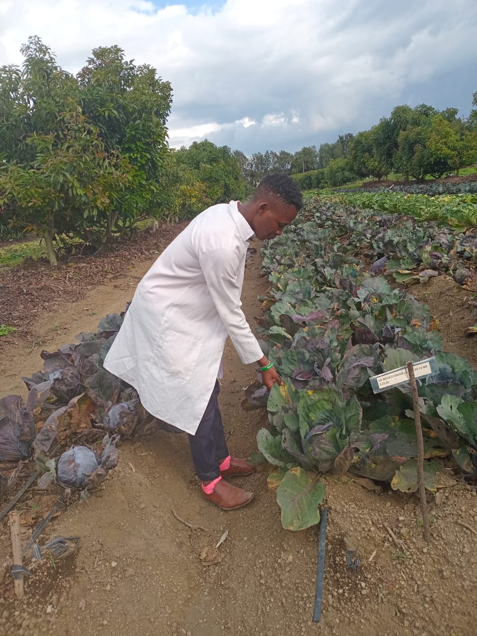 Organic Vegetables